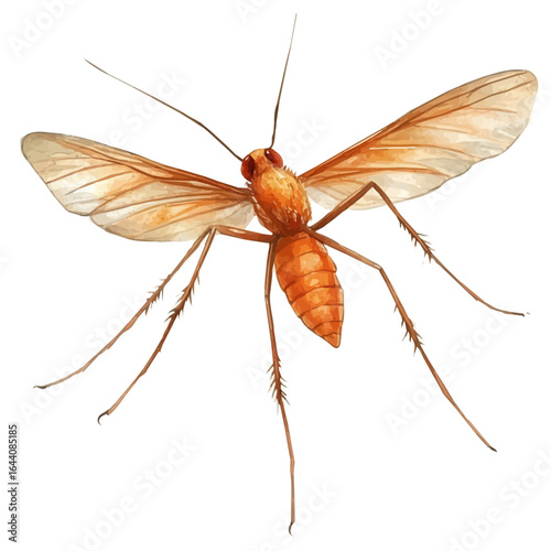 Mosquito Hawk, watercolor vector, isolated on a white background.