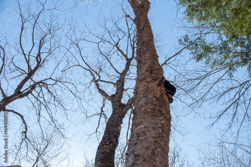 A low-angle shot looking up a tall birch tree trunk with rough bark, showing a large, dark chaga mushroom conk growing on the side. Bare branches against a bright blue sky signify spring.