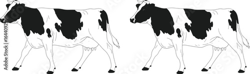 Black and white holstein cow illustration dairy farm animal art
