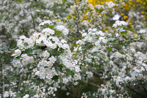 Flowers of Crataegus laevigata which is also known as Midland hawthorn, English hawthorn, woodland hawthorn or mayflower.