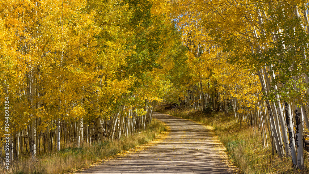 Fototapeta premium Autumn Aspen Grove - Bright Autumn sunlight shines through dense Aspen grove onto a winding country road. Telluride, Colorado, USA.