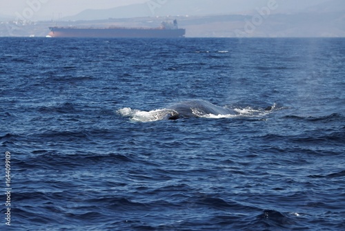  Fin whale, Balaenoptera physalus, at the Strait of Gibraltar