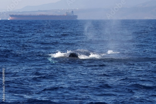 Photography Fin whale, Balaenoptera physalus, at the Strait of Gibraltar