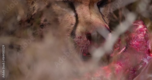 Wide of Cheetah (Acinonyx jubatus) with bloody muzzle eating antelope carcass in dry grass in shade on hot sunny day in Savannah in Kenya