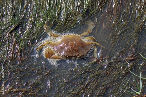 Blue crab, Callinectes sapidus, at the Mediterranean sea.