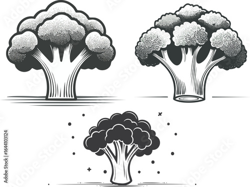 Broccoli isolated on transparent png vector.vegetable, broccoli, freshness, food, organic, health, nourishment, isolated, stem, white, cabbage, eating, green, healthy, nature, diet, fresh, ingredient,