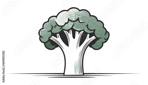 Broccoli isolated on transparent png vector.vegetable, broccoli, freshness, food, organic, health, nourishment, isolated, stem, white, cabbage, eating, green, healthy, nature, diet, fresh, ingredient,