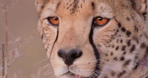 Extreme closeup of Cheetah (Acinonyx jubatus) face gazing intently towards the camera on sunny day in Kenya