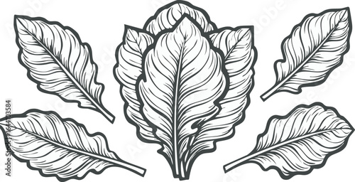 fresh black lettuce salad leaves isolated on transparent png vector.