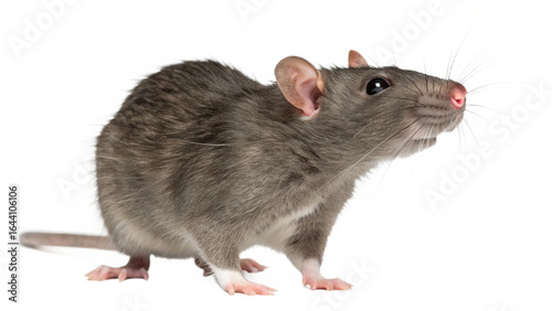  gray rat isolated on transparent background 