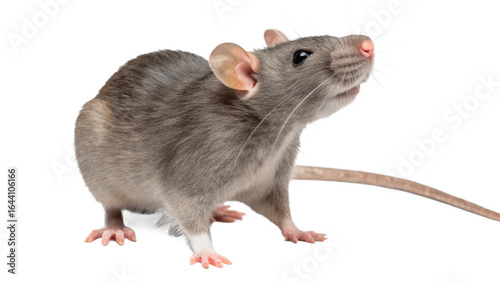 Curious gray rat isolated on transparent background 