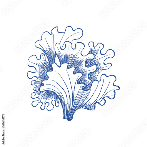 Detailed coral illustration with organic feel. Vector ink sketch style for eco branding, labels, fabric prints and natural packaging