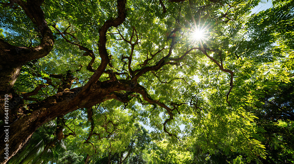 Obraz premium Sunlit branches of a large tree canopy with lush green foliage sunlight sunburst