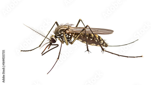 Aedes Mosquito on Transparent Backdrop Detailed Close Up of Insect with Long Legs and Antennae Isolated on Clear Background