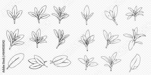 Botanical illustration featuring various sketched leaves and small plant sprigs in different arrangements on a transparent background.