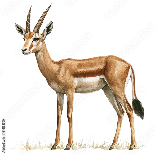 watercolor of Gazelle, vector, isolated on a white background.