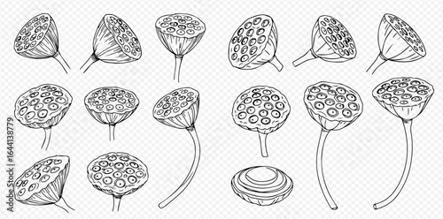 Botanical illustration featuring multiple lotus seed heads in various angles and stages of development, depicted in a detailed line drawing.