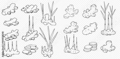 Illustration of ginger roots, sliced ginger, and ginger plants with stems on a transparent background.