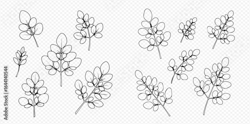 Line art illustration of moringa leaves and stems in various sizes and orientations on a transparent background.