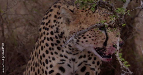 Wide of  one eyed Cheetah (Acinonyx jubatus) sitting then eating antelope carcass in shade on hot sunny day in Savannah grassland in Kenya