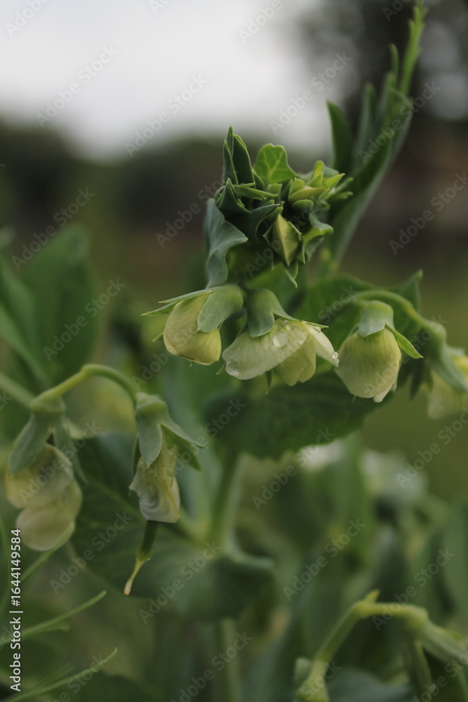 Obraz premium Pea blossom in the garden