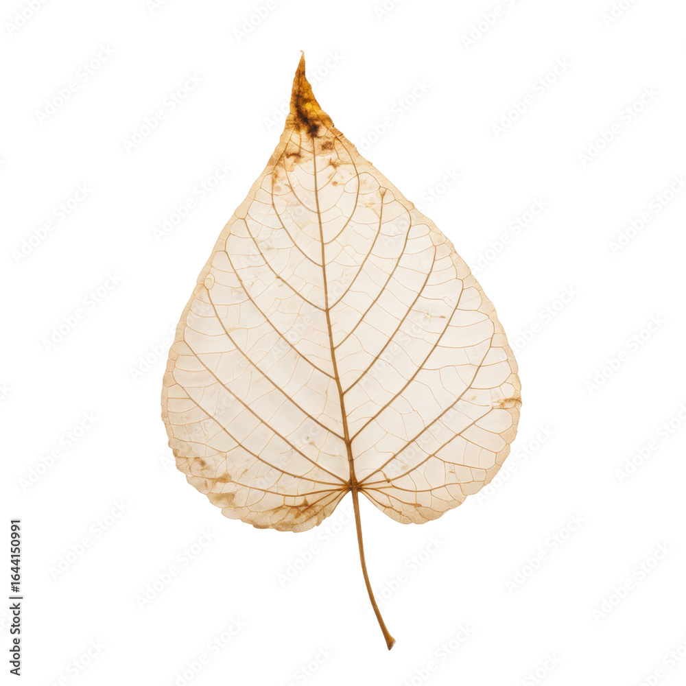 Fototapeta premium Delicate Skeleton Leaf with Intricate Veins and Transparent Texture
