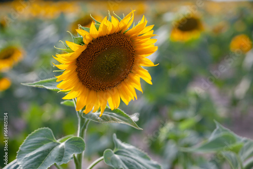 Field of sunflowers at sunset, close-up flowering yellow sunflower, concept of summer and harvest