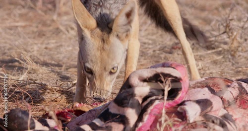 Wide of Black backed jackal (Canis mesomelas) eating parts of Grevy's Zebra (Equus grevyi) carcass during dry season in Savannah in Kenya