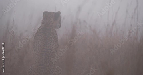 Wide of Cheetah (Acinonyx jubatus) seating facing away from camera in tall grass savannah in foggy morning in Kenya