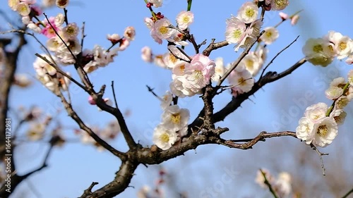 京都、梅花、植物、梅花祭、花、木、紅梅、青空	