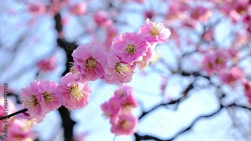 京都、梅花、植物、梅花祭、花、木、紅梅、青空	
