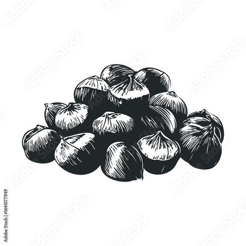 Black and white sketch of chestnuts - detailed botanical illustration