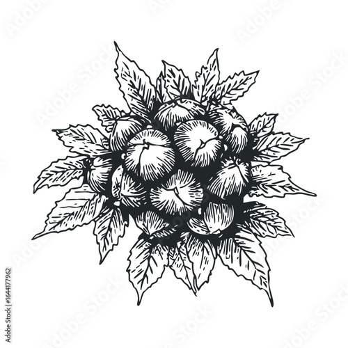 Vintage botanical drawing of hops plant with clustered cones and leaves