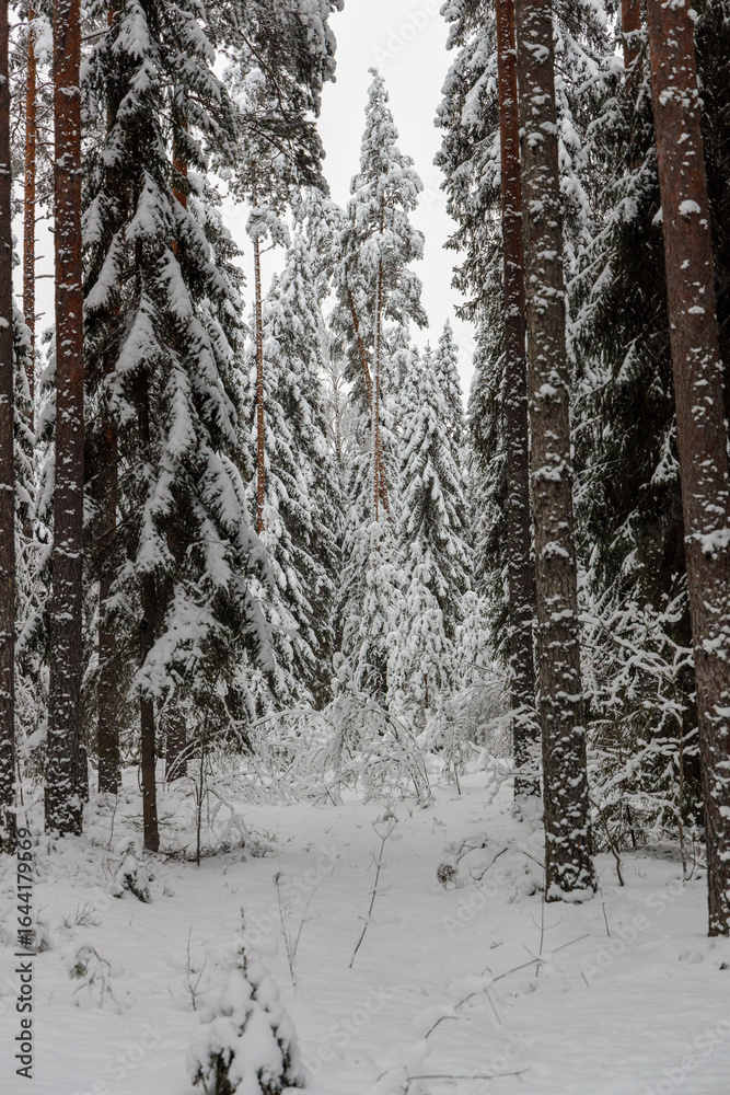 Fototapeta premium Snow-Covered Forest Path: A Serene Winter Wonderland with Tall Evergreens and a Calm, Frosty Atmosphere Under Soft, Muted Light - An Ethereal Scene of Winter Beauty