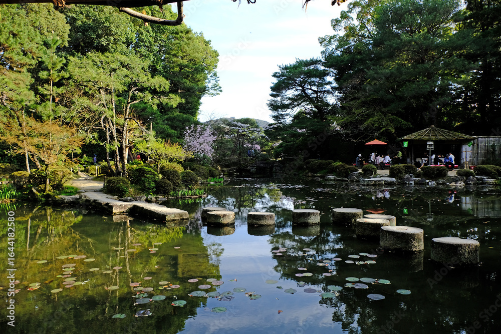 Naklejka premium 日本、京都、平安神宮、神苑、桜、花、庭園、春、歷史名勝、綠色、風景、青空、春、写真素材 