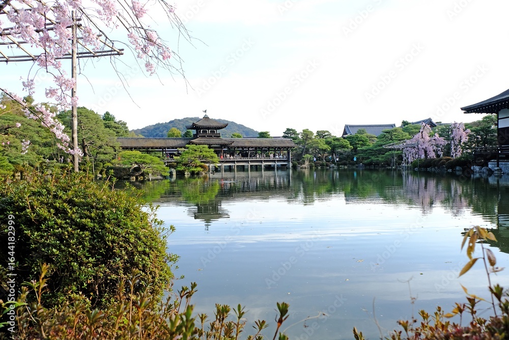 Obraz premium 日本、京都、平安神宮、神苑、桜、花、庭園、春、歷史名勝、綠色、風景、青空、春、写真素材 