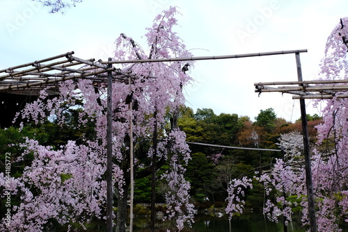 Wallpaper Mural 日本、京都、平安神宮、神苑、桜、花、庭園、春、歷史名勝、綠色、風景、青空、春、写真素材	
 Torontodigital.ca