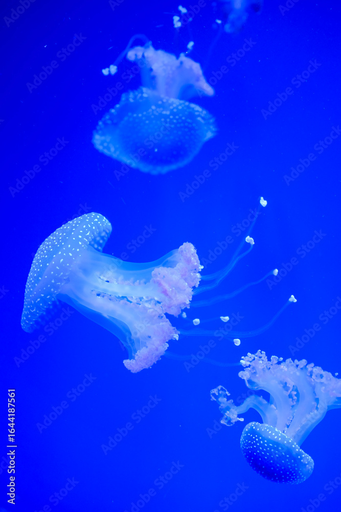 Obraz premium Several spotted jellyfish floating gracefully in a blue aquarium tank.