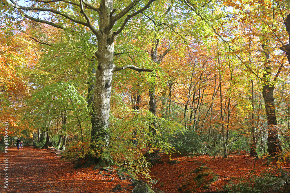Naklejka premium Decoy Country Park, Devon in Autumn 