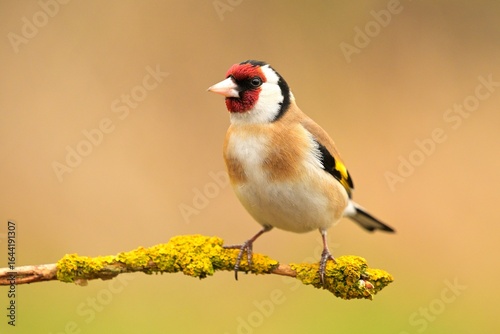 European goldfinch Carduelis carduelis bird songbird wildlife nature predator cock o the north, beautiful animal mountain finch, animal, bird watching ornithology, flower bud fauna wildlife Europe
