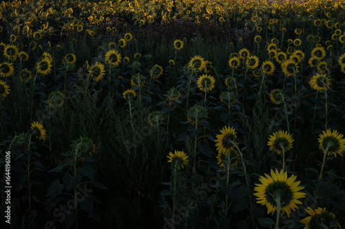 sunflower nightfall