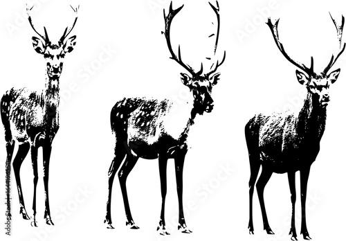 Set of Deers Isolated. Sika Deers, Reindeers, Stags
