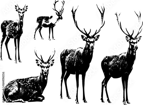 Set of Deers Isolated. Sika Deers, Reindeers, Stags
