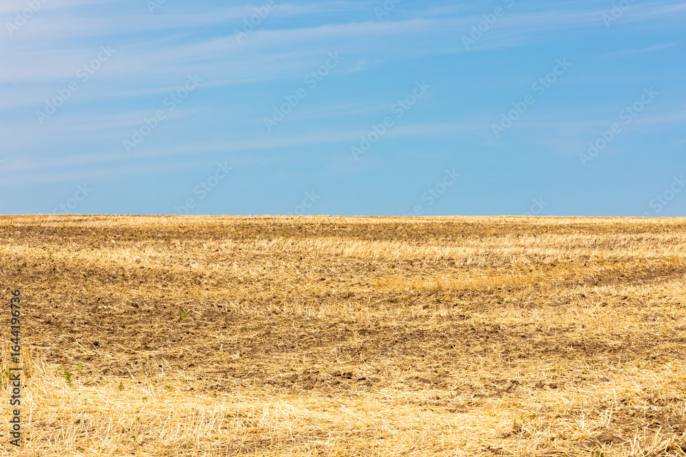 Fototapeta premium Dry Field Under Blue Sky