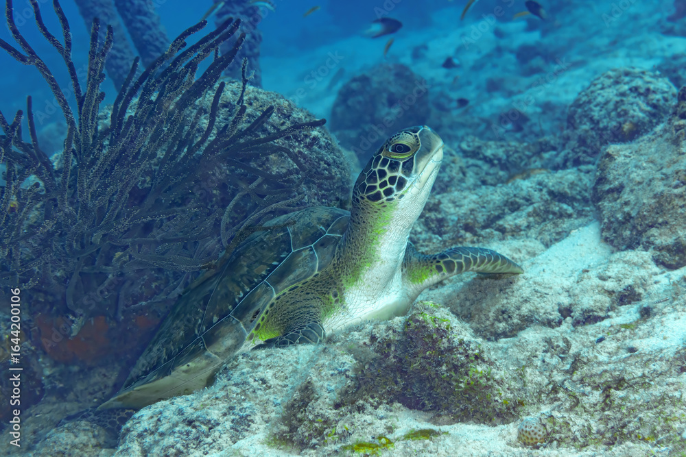 Obraz premium Green Sea Turtle (Chelonia mydas) Resting on Rocky Seabed