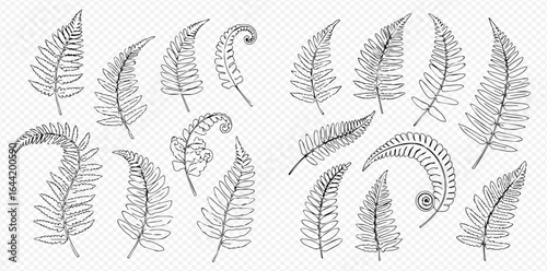 Collection of fern fronds in various stages of unfurling, depicted in a detailed black and white line drawing.