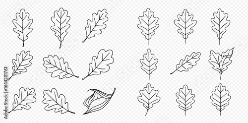 Collection of outlined oak leaves, some with stems, in various orientations on a transparent background.