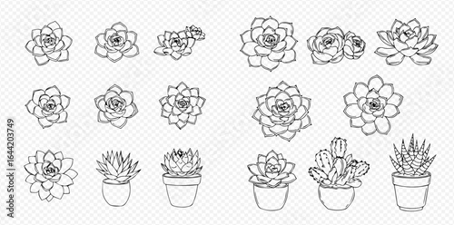 Line art illustration featuring a variety of succulent plants, some potted, in a minimalist style.