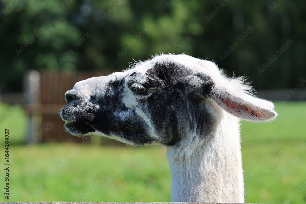 Obraz premium Side profile of a black and white llama on a sunny day in a green pasture