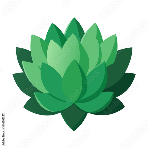 Succulent Plant on White Background